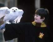 Гарри Поттер со своим любимцем