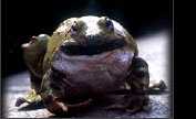 принц Джон в обличье жабы